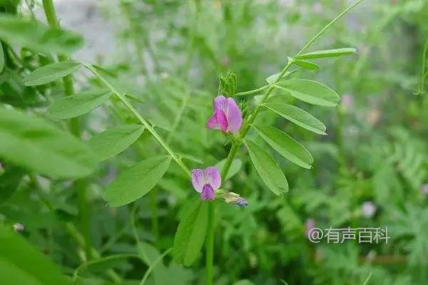 毛苕子种植技巧：施用充足的基肥和磷肥