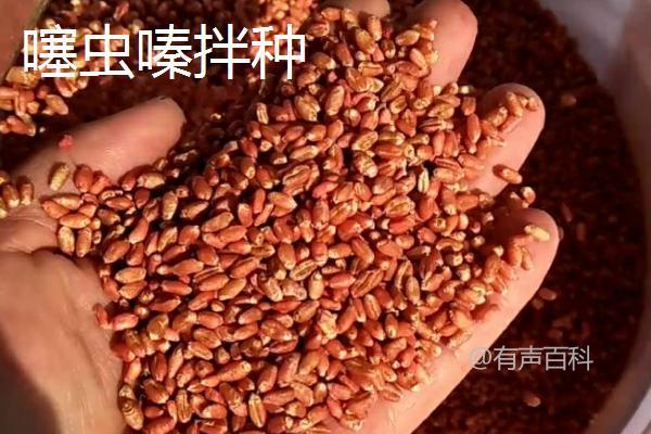 吡虫啉和噻虫嗪拌种小麦的效果对比：噻虫嗪拌种优势更显著