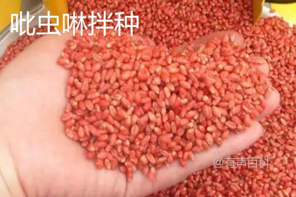 吡虫啉和噻虫嗪拌种小麦的效果对比：噻虫嗪拌种优势更显著