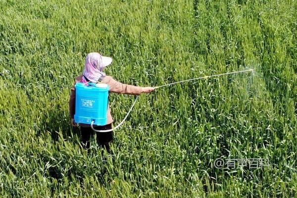 吡虫啉和噻虫嗪拌种小麦的效果对比：噻虫嗪拌种优势更显著