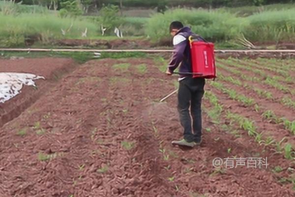 甲霜恶霉灵的作用及用途：促进植物根部生长，防治多种病害