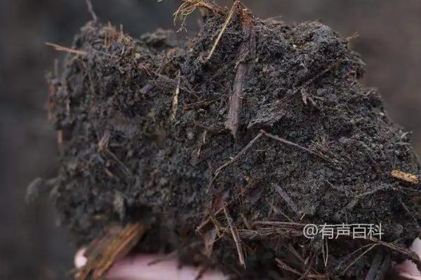 基肥未腐熟会产生危害性气体，如何预防熏坏作物？