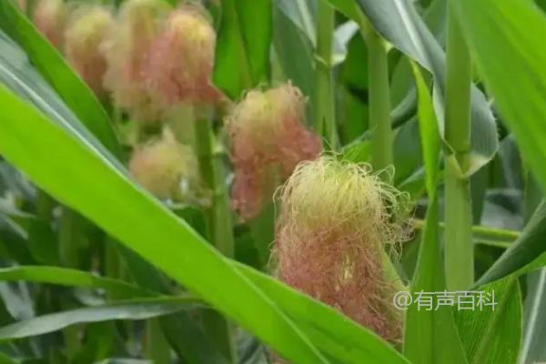 登海地区适合种植的优质玉米品种