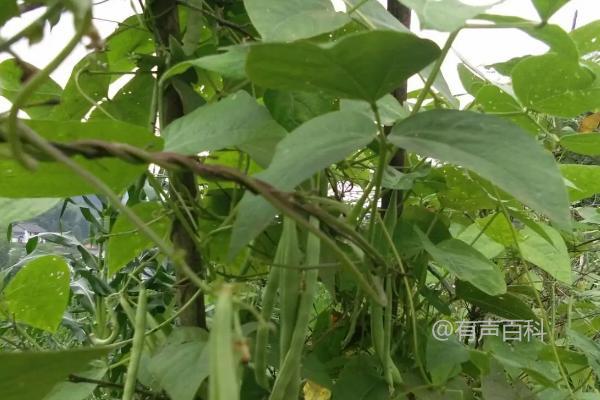 四季豆种植：打侧枝会影响结荚吗？