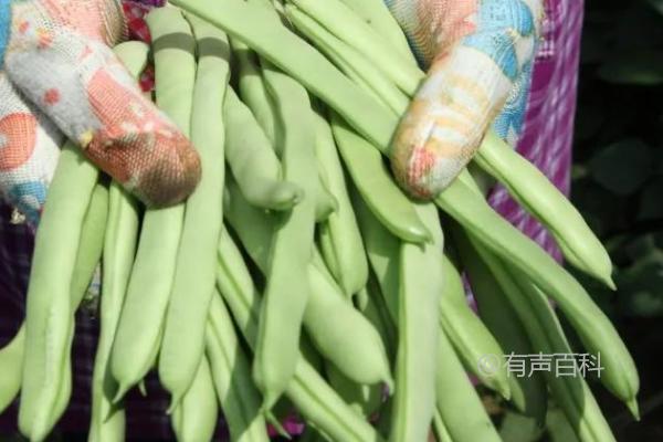 四季豆种植：打侧枝会影响结荚吗？