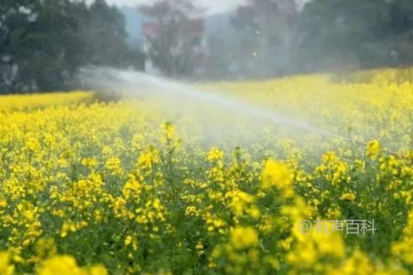 春季油菜病虫害防治方法：清沟沥水、清除病叶和黄叶，有效减少侵染源