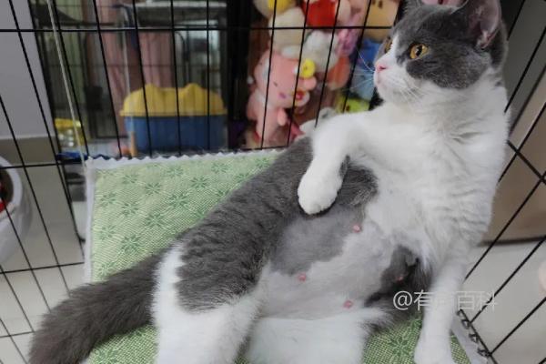 怀孕的猫咪能摸肚子吗？中后期猫咪不能摸肚子