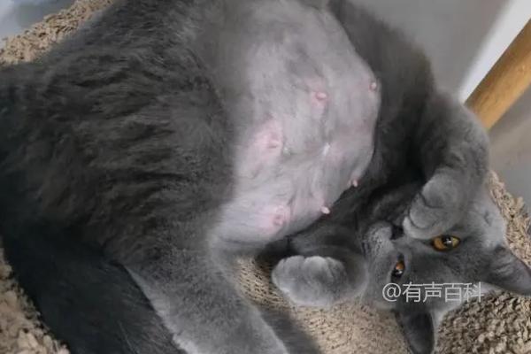 怀孕的猫咪能摸肚子吗？中后期猫咪不能摸肚子