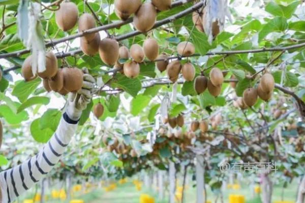 种植猕猴桃的最佳时间：3-4月份