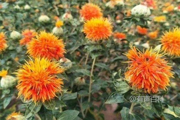 红花种植亩产量、效益及市场价格分析