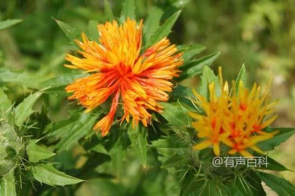 红花种植亩产量、效益及市场价格分析