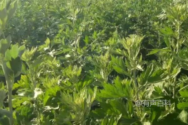 种植艾草每亩成本及艾草售价分析

