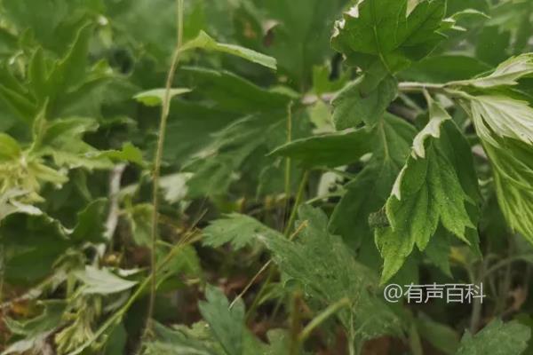 种植艾草每亩成本及艾草售价分析

