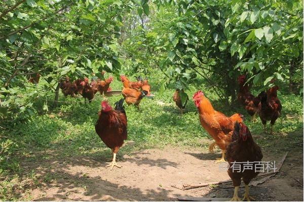 散养鸡注意事项：分群饲养的正确做法