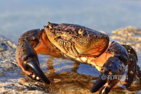 龙虾螃蟹混养技巧，防逃措施要做到位