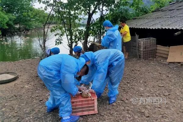 鸡免疫接种失败的常见原因及分析