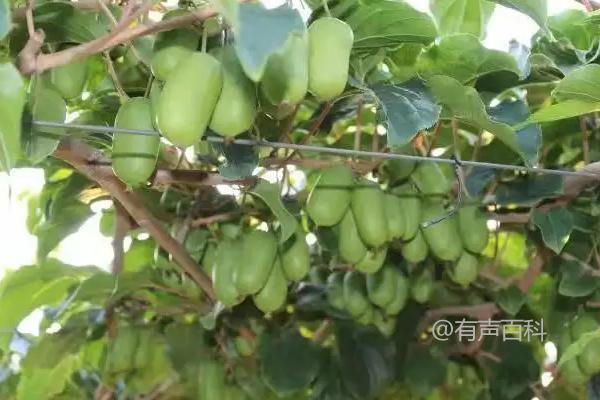 软枣猕猴桃苗销售价格及种植时间