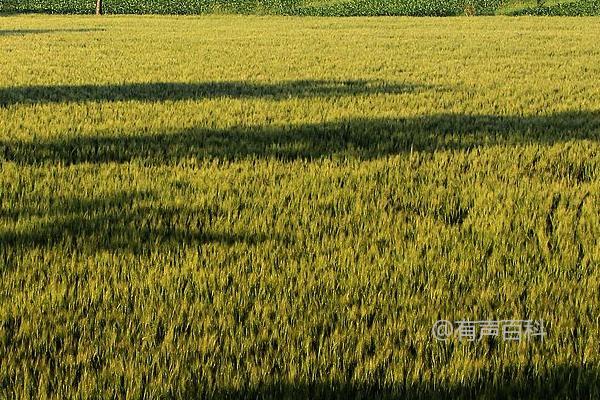 生物农药使用的注意事项