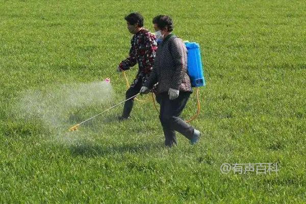 除草后多久下雨对草坪有影响吗