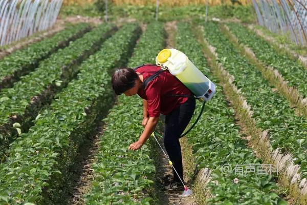 "甲维盐虫螨腈的主要作用是杀灭哪些虫类？"