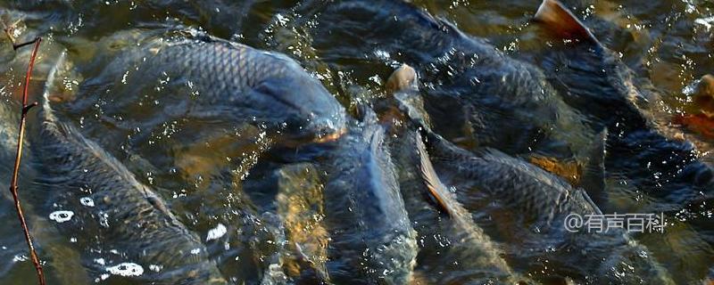 钓鲤鱼最佳钩号选择及详细介绍