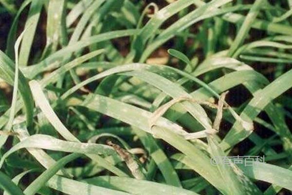 防治韭菜灰霉病及轮作十字花科、葫芦科蔬菜可以降低病害风险