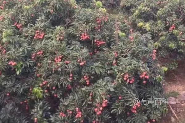 荔枝上市时间分析：不同品种和地区上市时间差异详解