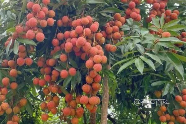 荔枝上市时间分析：不同品种和地区上市时间差异详解