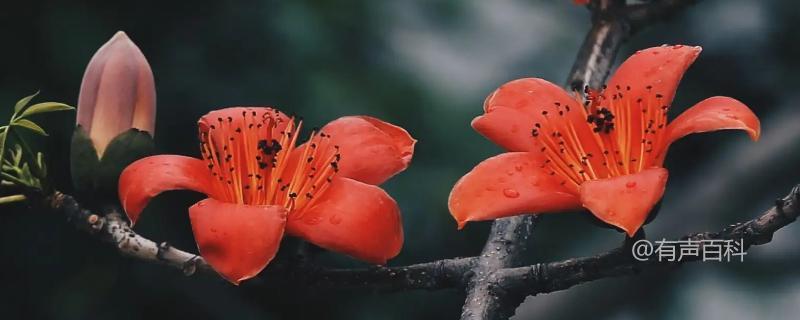 木棉花的特点：开花优先，喜长叶的植物