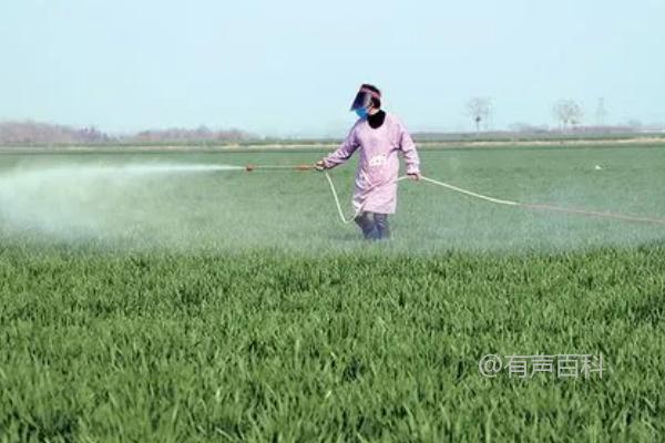 如何有效防治小麦田的病虫草害，关注害虫发生动态、科学喷洒药剂