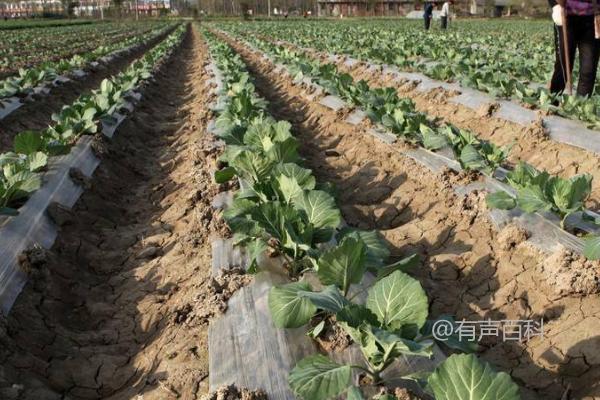 蔬菜肥料吸收特点：喜硝态氮、硼元素需求量大