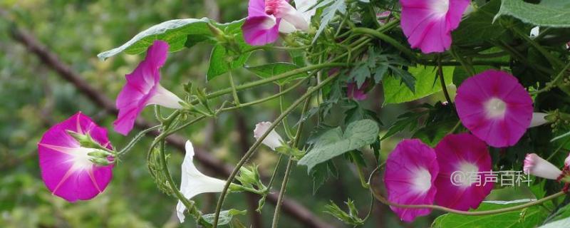 牵牛花种子价格及种植方法