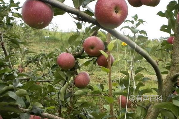 苹果腐烂病症状及防治要点