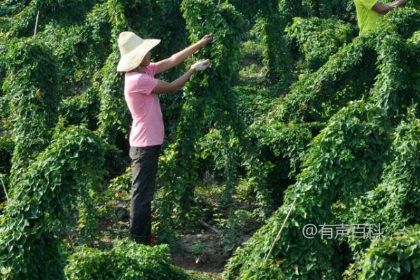 山药的种植方法及技巧