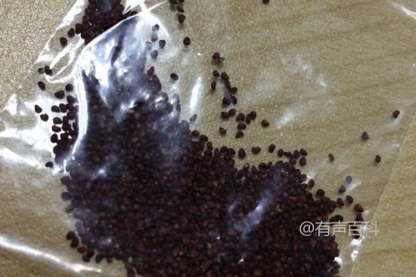 草莓种植时间与方法及如何进行深耕施肥以促进植株生长