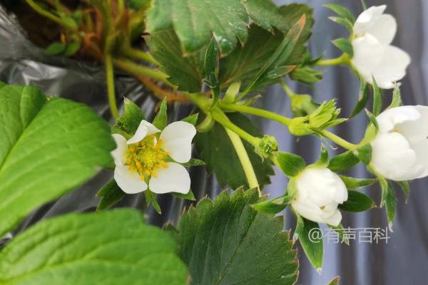 草莓种植时间与方法及如何进行深耕施肥以促进植株生长