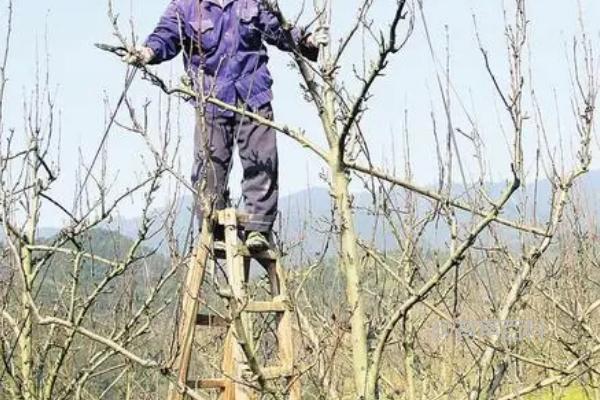 梨树修剪时间推荐，全年可进行修剪