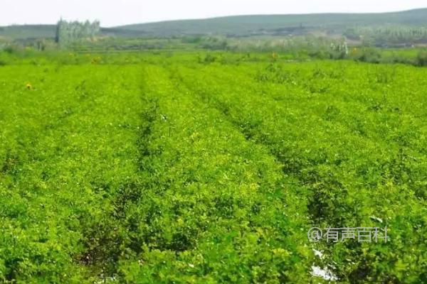 甘草种植方法，出苗前后如何保持土壤湿润