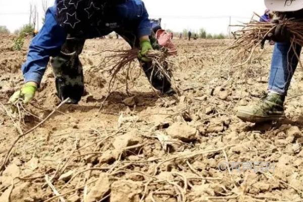 甘草种植方法，出苗前后如何保持土壤湿润