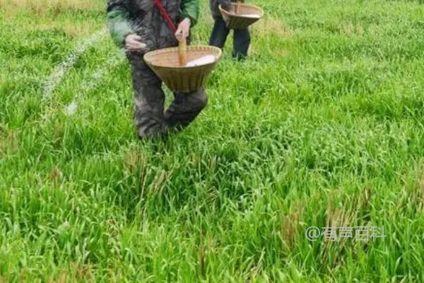 过磷酸钙是什么，是一种水溶性磷肥