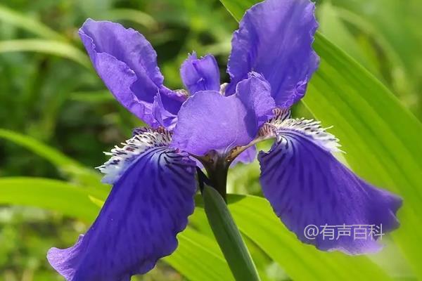 自由花：象征自由精神