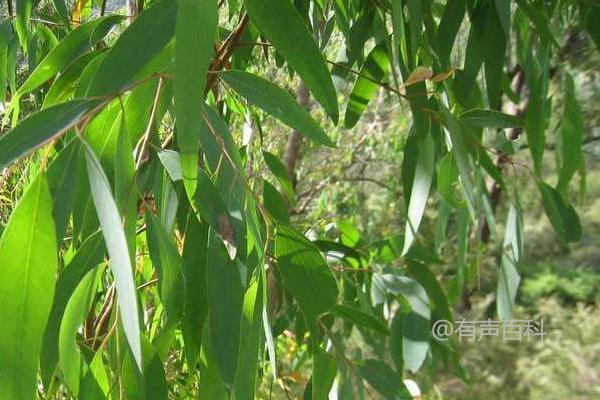 桉树的多种用途、分布范围与生长环境解析