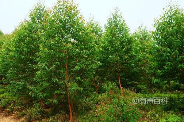 桉树的多种用途、分布范围与生长环境解析