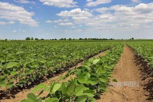 吉鲜豆2号大豆品种特性及8月中旬大豆食心虫防治措施