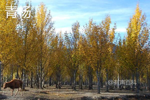 杨树开花时间及品种介绍