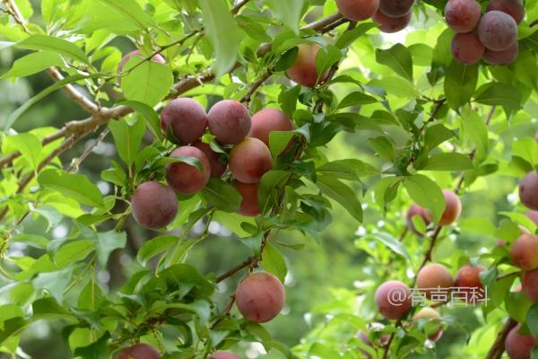 李子树嫁接时间及不同季节的嫁接方法