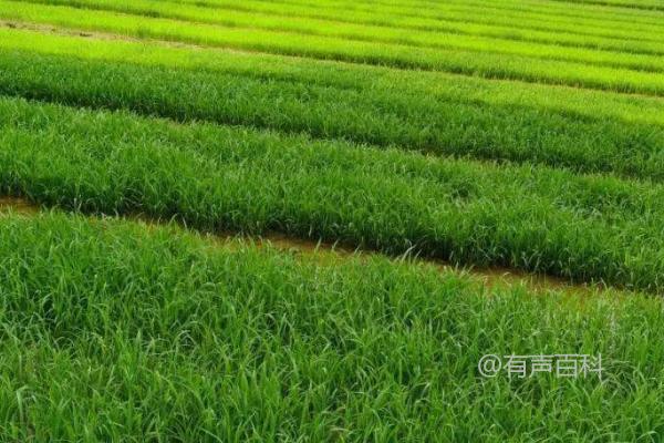 种植秧苗的最佳季节：春季或夏季适合种植秧苗