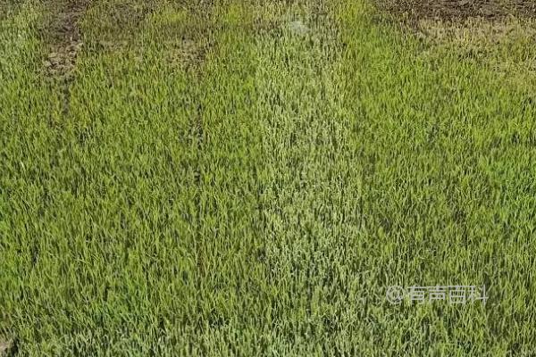 种植秧苗的最佳季节：春季或夏季适合种植秧苗