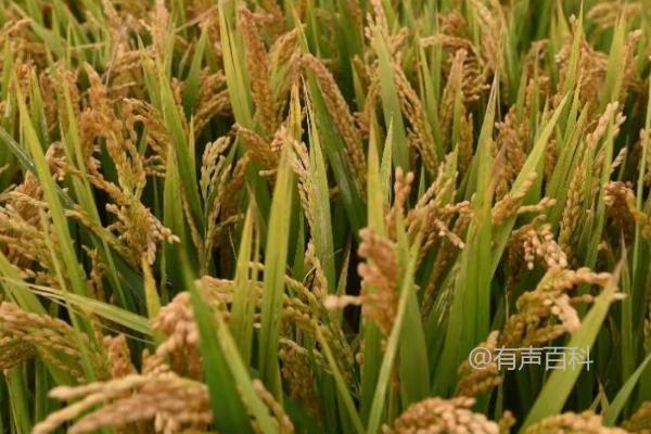 黑龙江省适宜种植的龙粳1624水稻种植要点