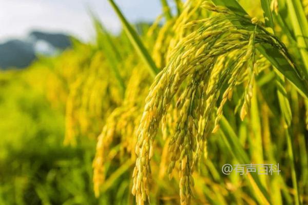 黑龙江省适宜种植的龙粳1624水稻种植要点